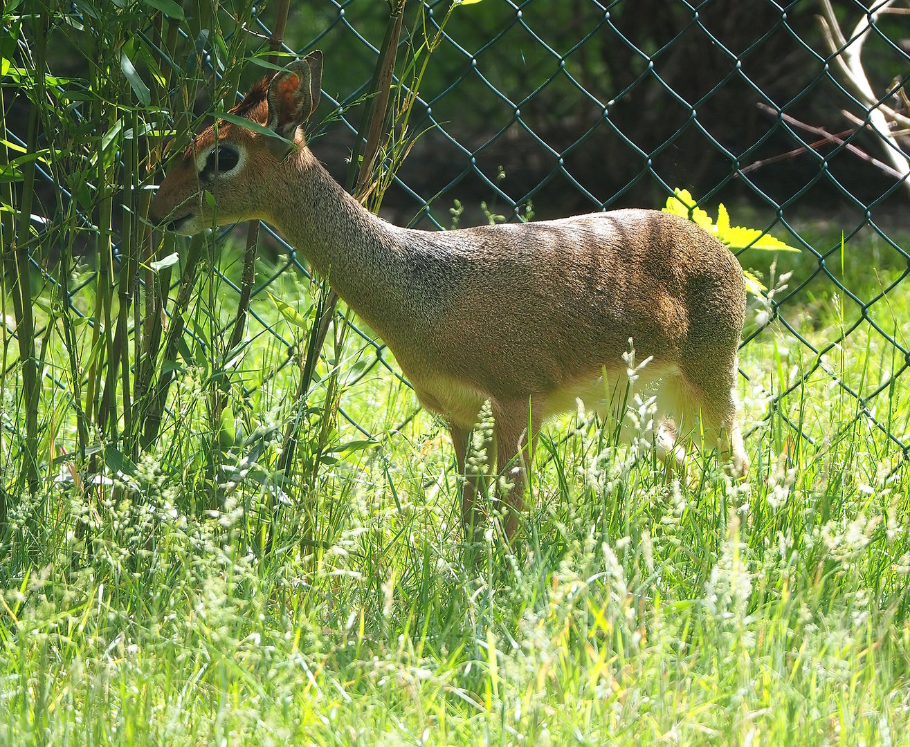 Kirk's dik-dik (Madoqua kirkii), 2022-06-12