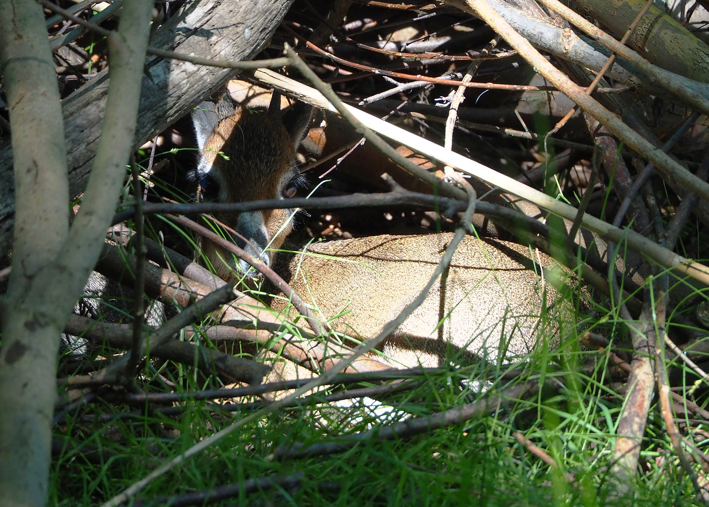 Kirk's dik-dik (Madoqua kirkii), 2022-06-15