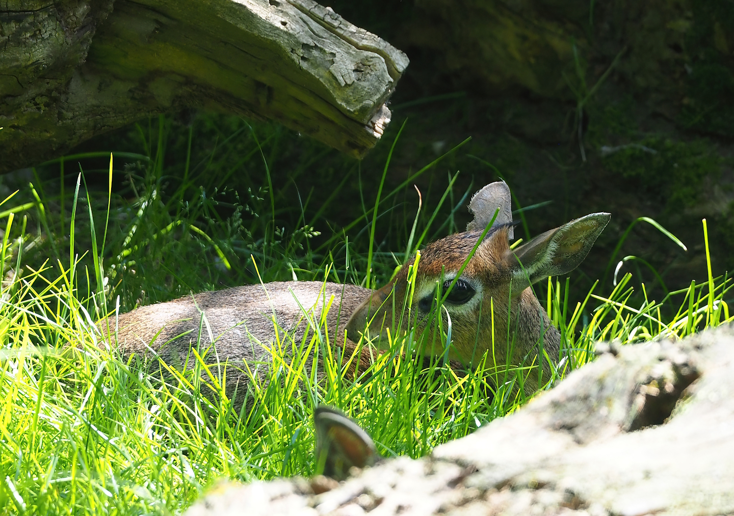 Kirk's dik-dik (Madoqua kirkii), 2023-05-31