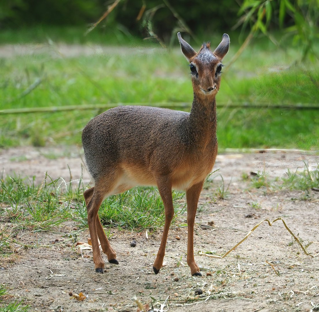 Kirk's dik-dik (Madoqua kirkii), 2023-07-02