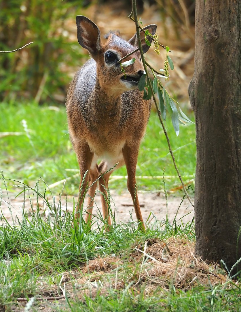 Kirk's dik-dik (Madoqua kirkii), 2023-07-02