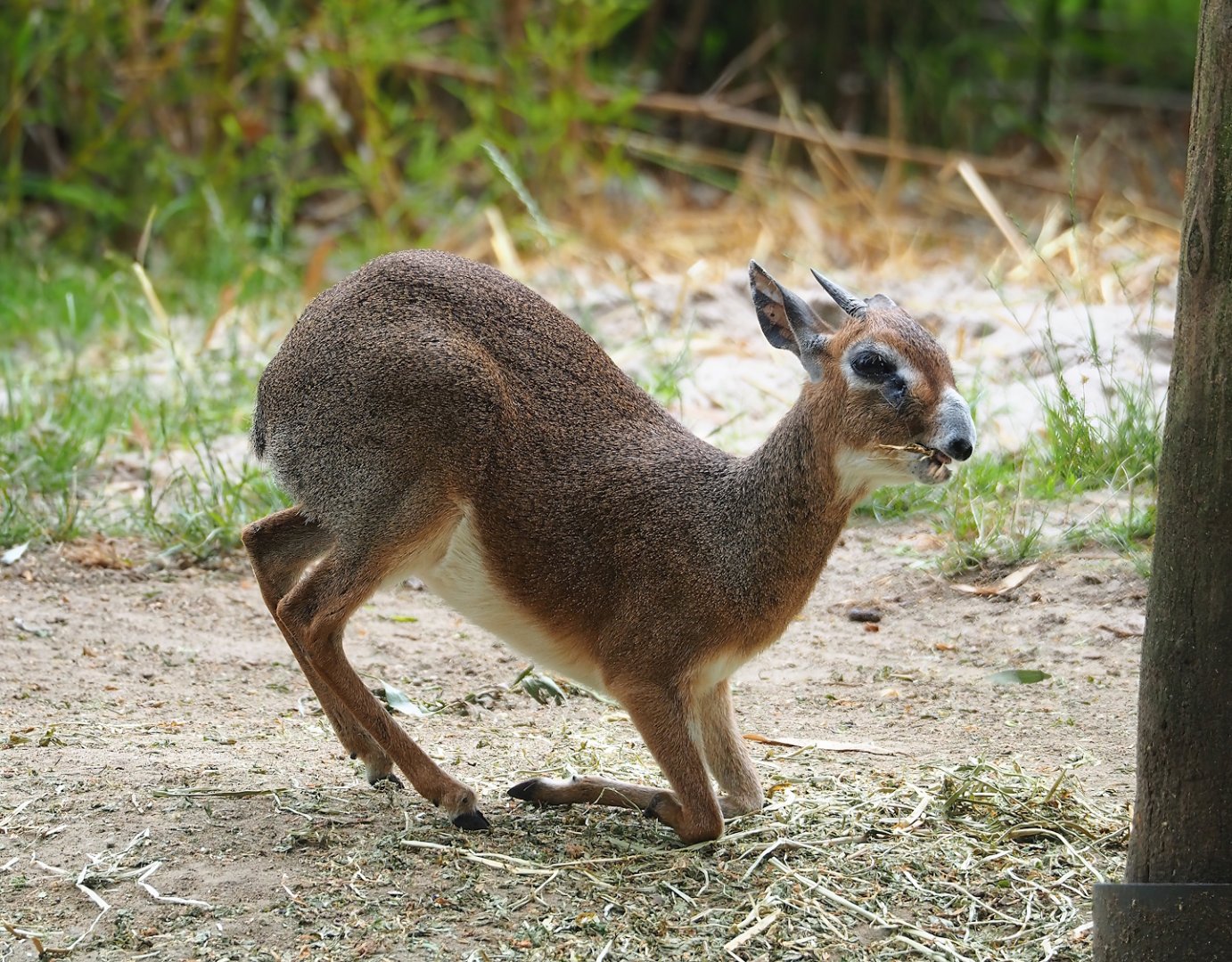 Kirk's dik-dik (Madoqua kirkii), 2023-07-02