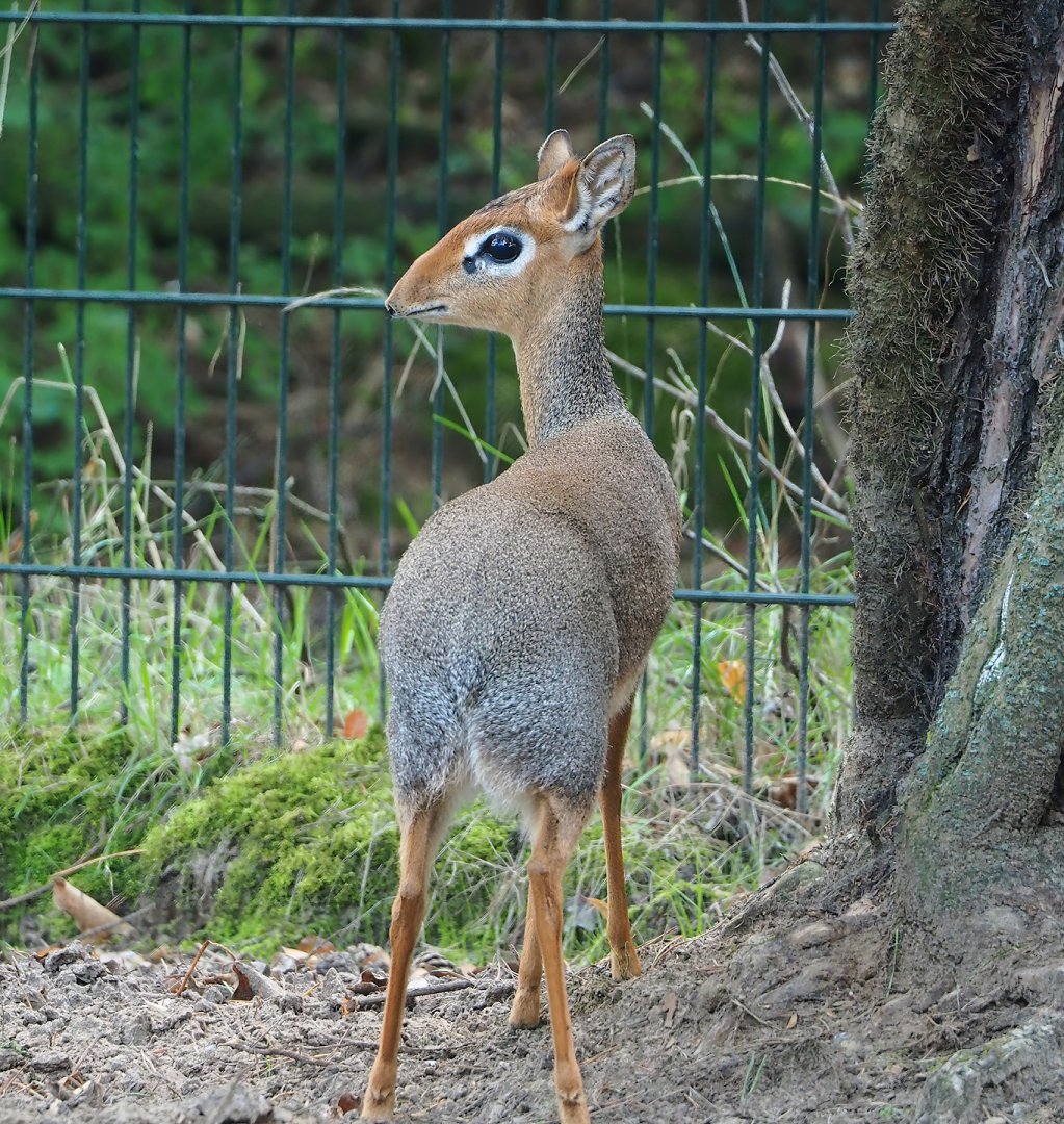 Kirk's dik-dik (Madoqua kirkii), 2023-08-15