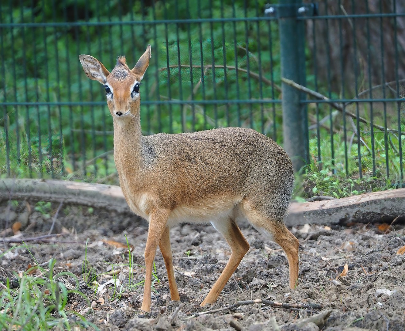 Kirk's dik-dik (Madoqua kirkii), 2023-08-15