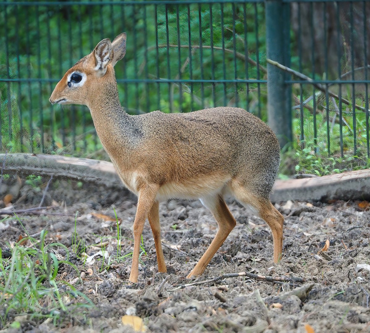 Kirk's dik-dik (Madoqua kirkii), 2023-08-15