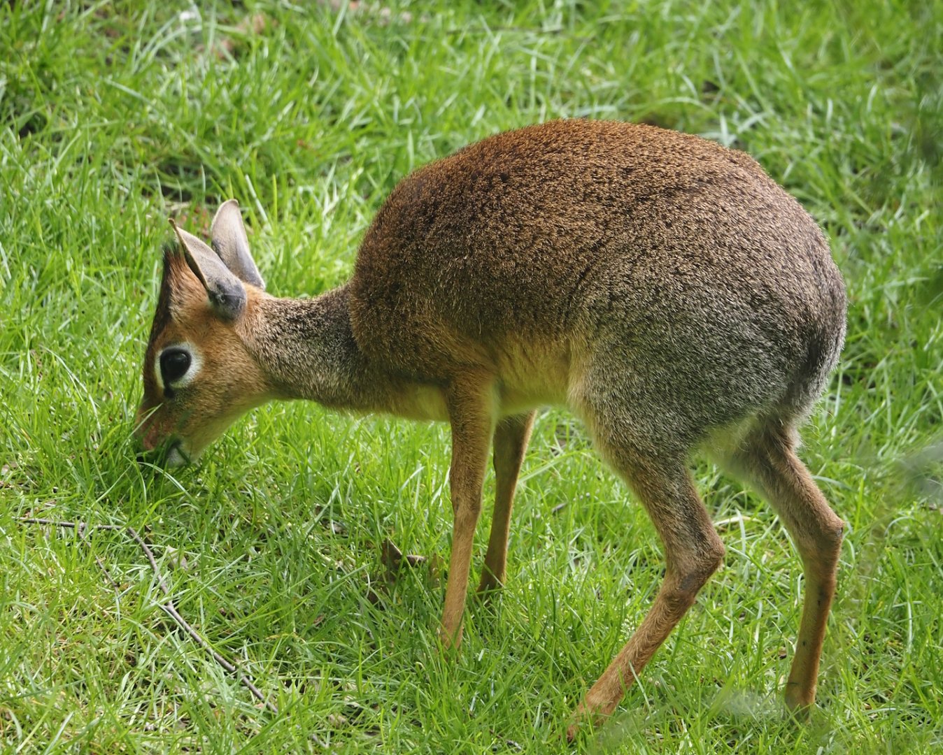 Kirk's dik-dik (Madoqua kirkii), 2024-04-14