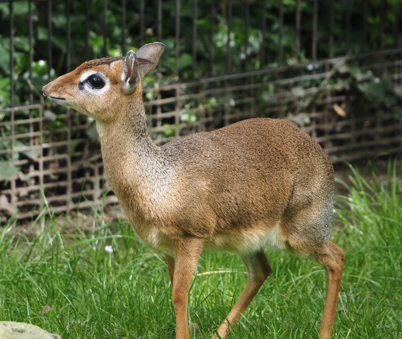 Kirk's dik-dik (Madoqua kirkii), 2024-04-14