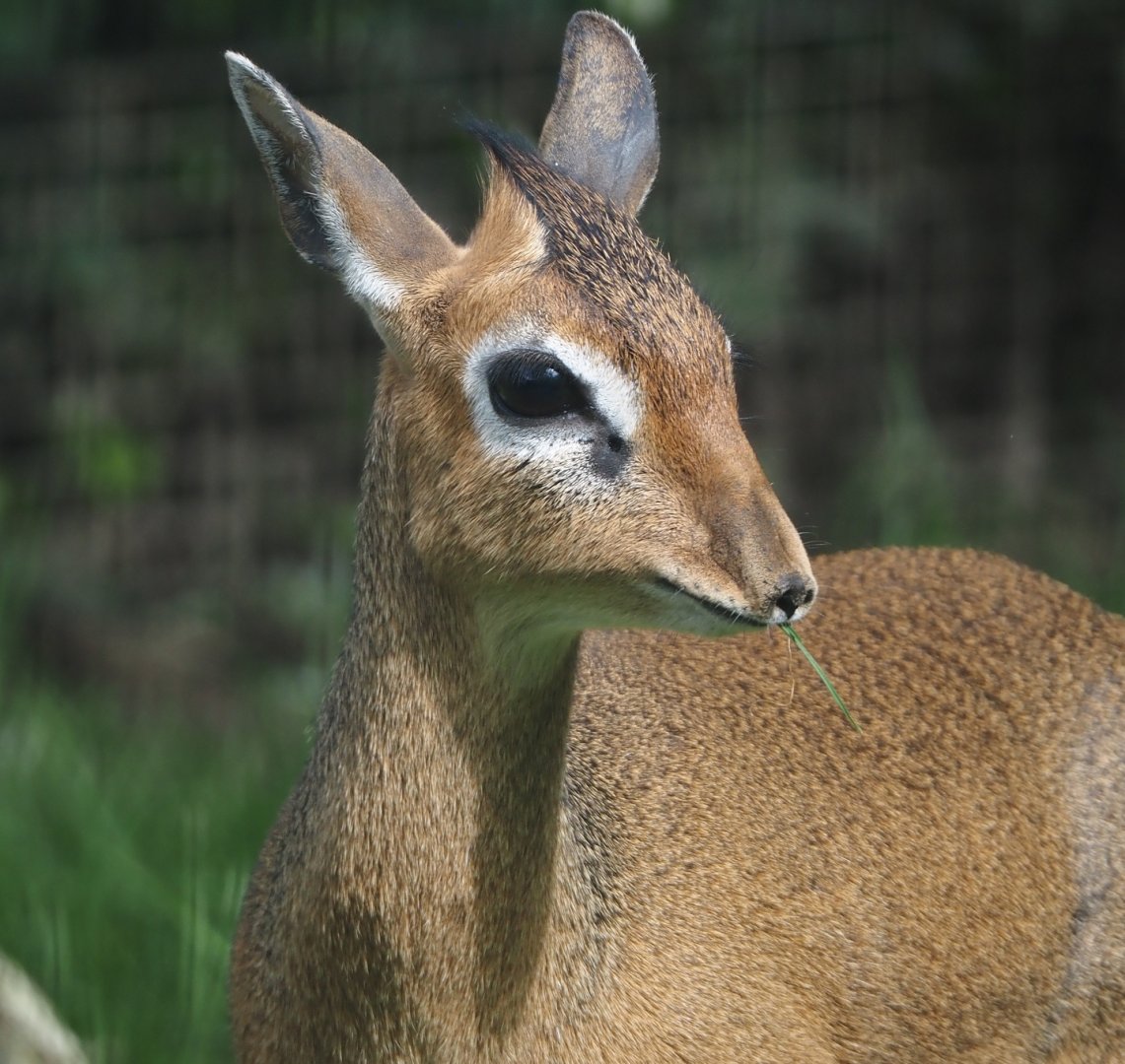 Kirk's dik-dik (Madoqua kirkii), 2024-04-14