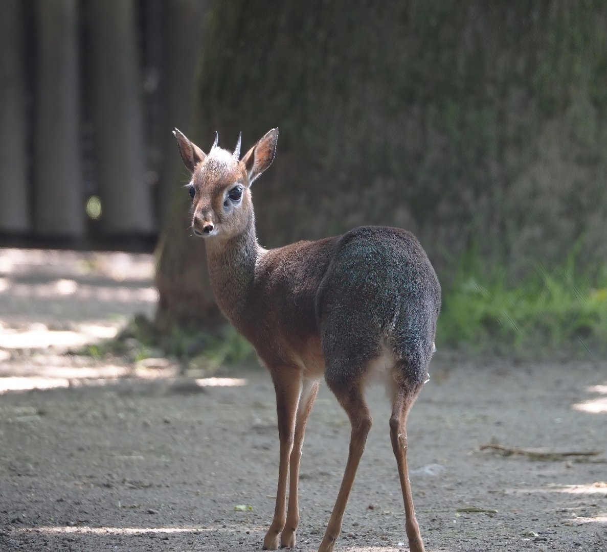 Kirk's dik-dik (Madoqua kirkii), 2024-06-08