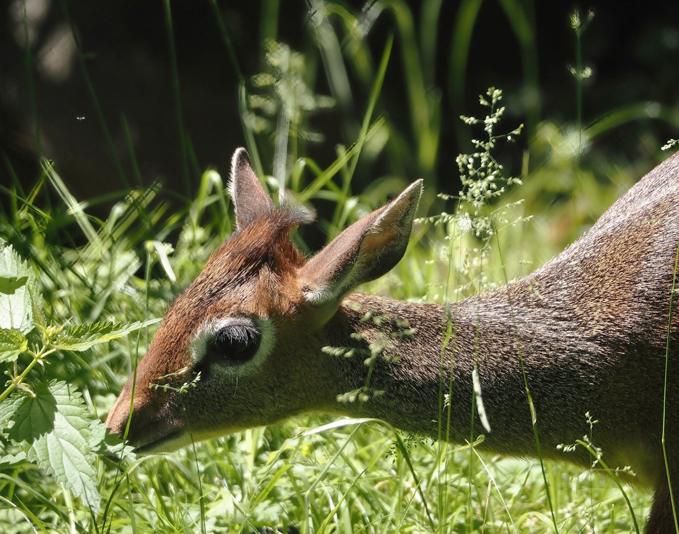 Kirk's dik-dik (Madoqua kirkii), 2024-06-08