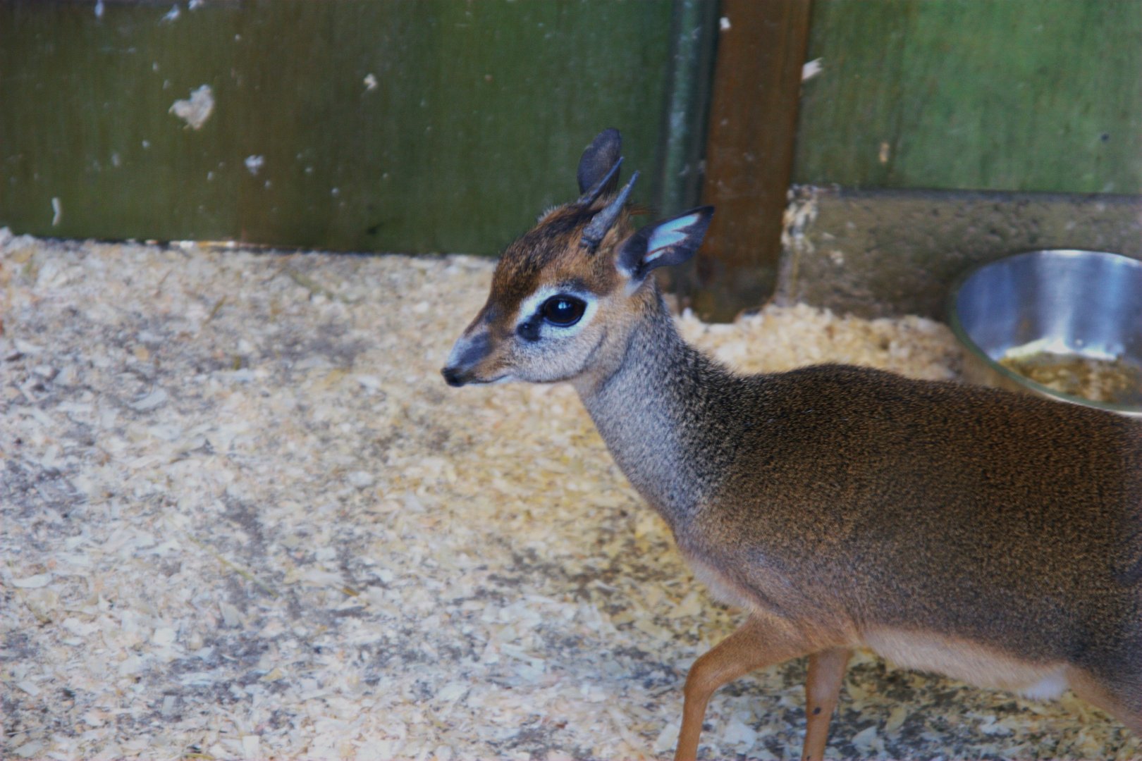 Kirk's Dik-dik (Madoqua kirkii), 2025-04-09