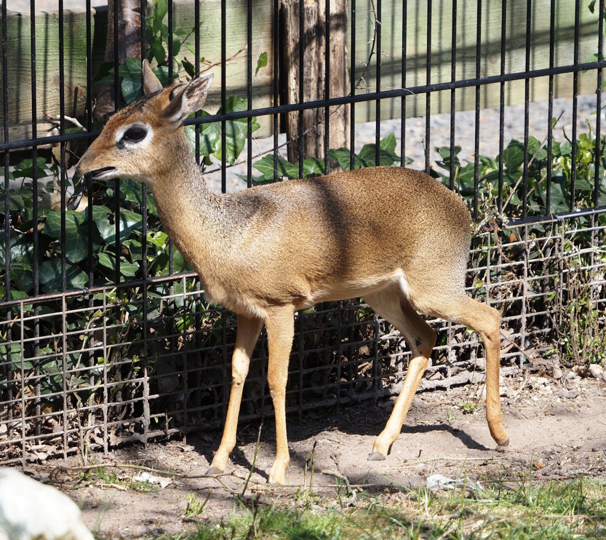 Kirk's dik-dik (Madoqua kirkii), 2025-04-12