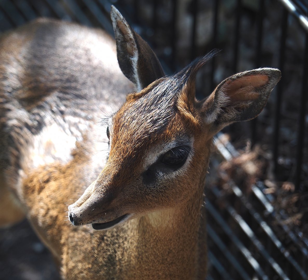 Kirk's dik-dik (Madoqua kirkii), 2025-04-12