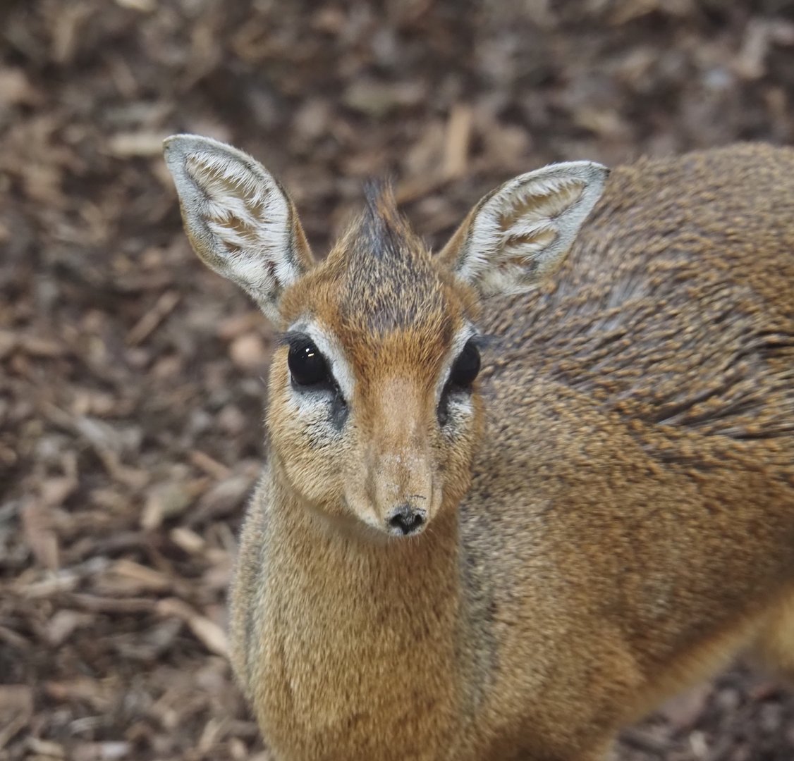 Kirk's dik-dik (Madoqua kirkii), 2025-09-30