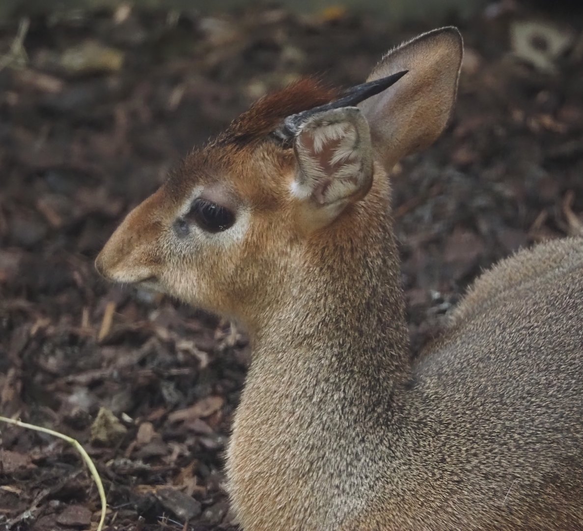 Kirk's dik-dik (Madoqua kirkii), 2025-09-30