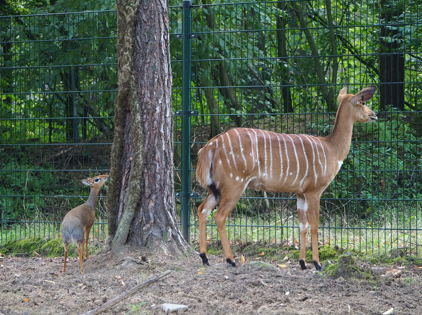 Kirk's dik-dik (Madoqua kirkii) and Nyala (Tragelaphus angasii), 2023-08-15