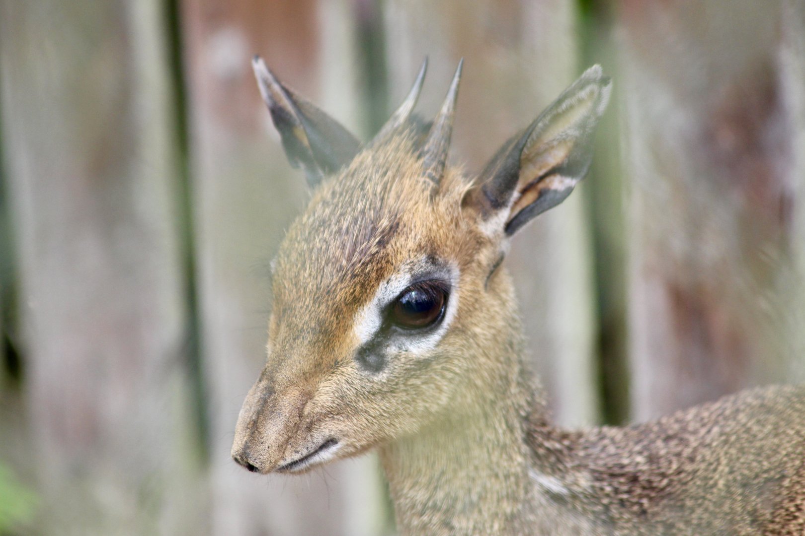 Kirk's dik-dik (Madoqua kirkii) at Tayto Park - 10/08/2021