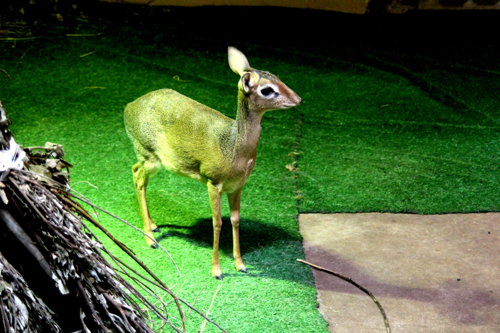 Kirk's dik-dik (Madoqua kirkii)