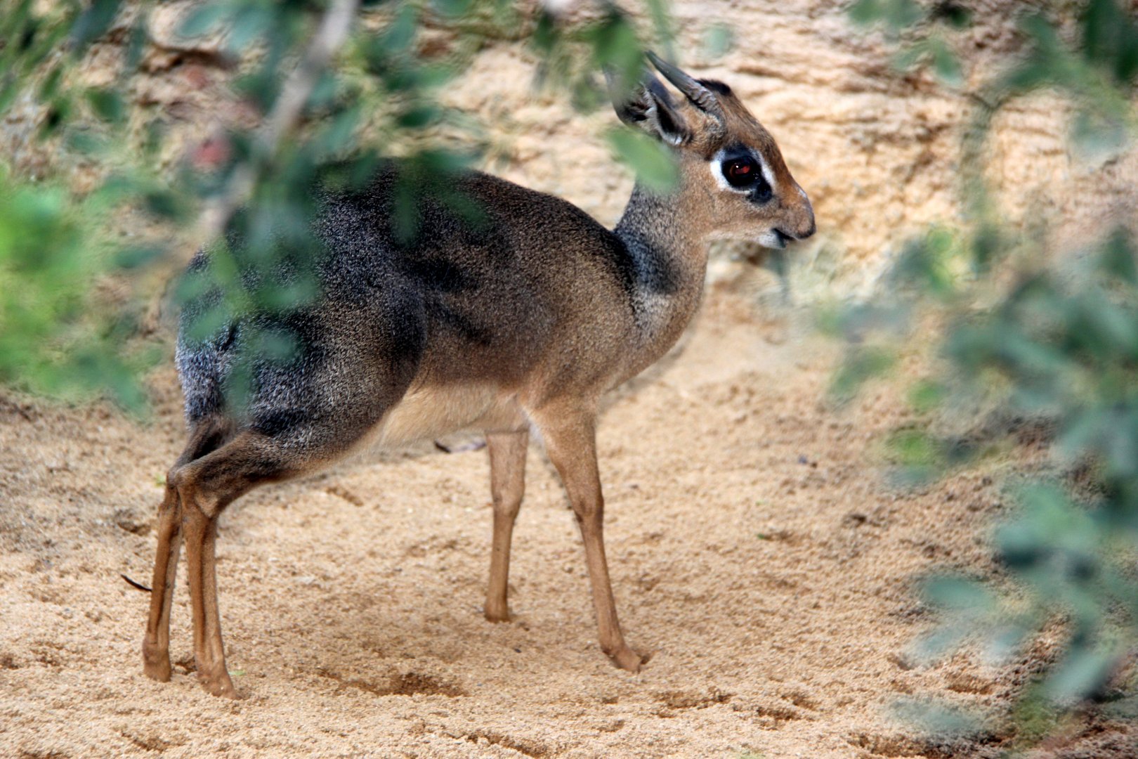 Kirk's dik-dik (Madoqua kirkii)