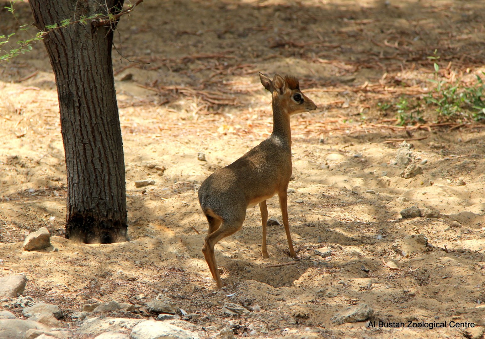 Kirk's dik-dik (Madoqua kirkii)