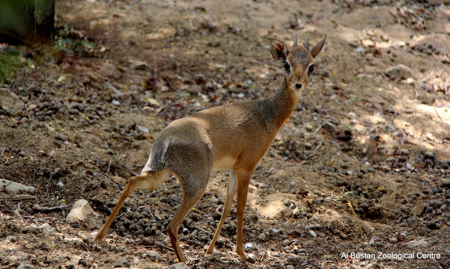 Kirk's dik-dik (Madoqua kirkii)