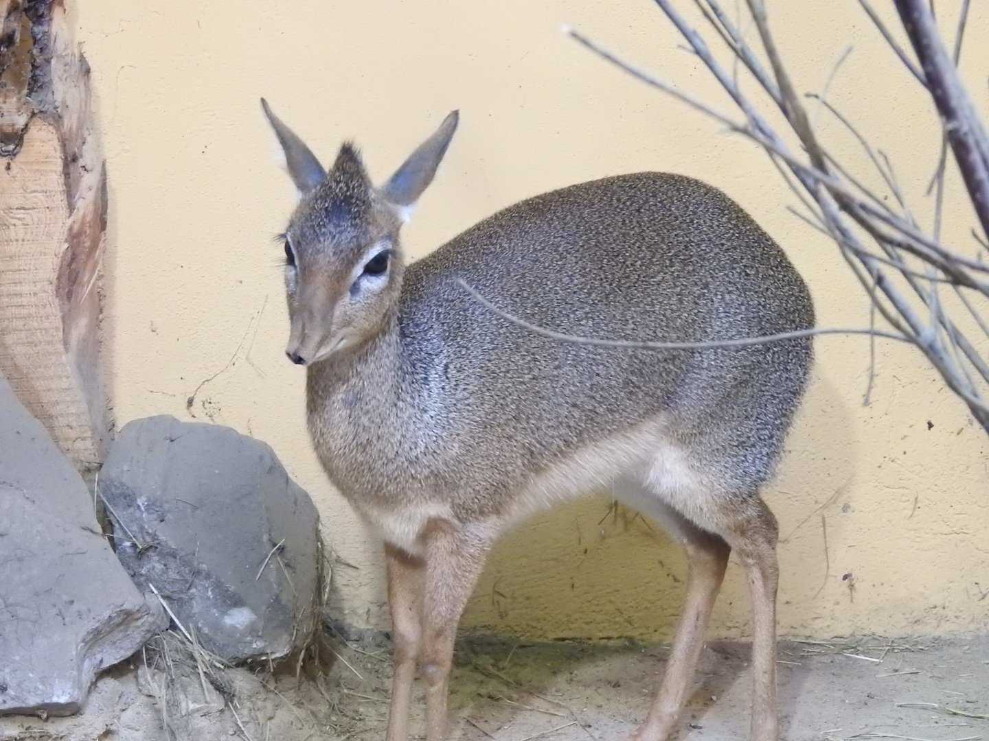 kirk's dik dik( Madoqua kirkii)