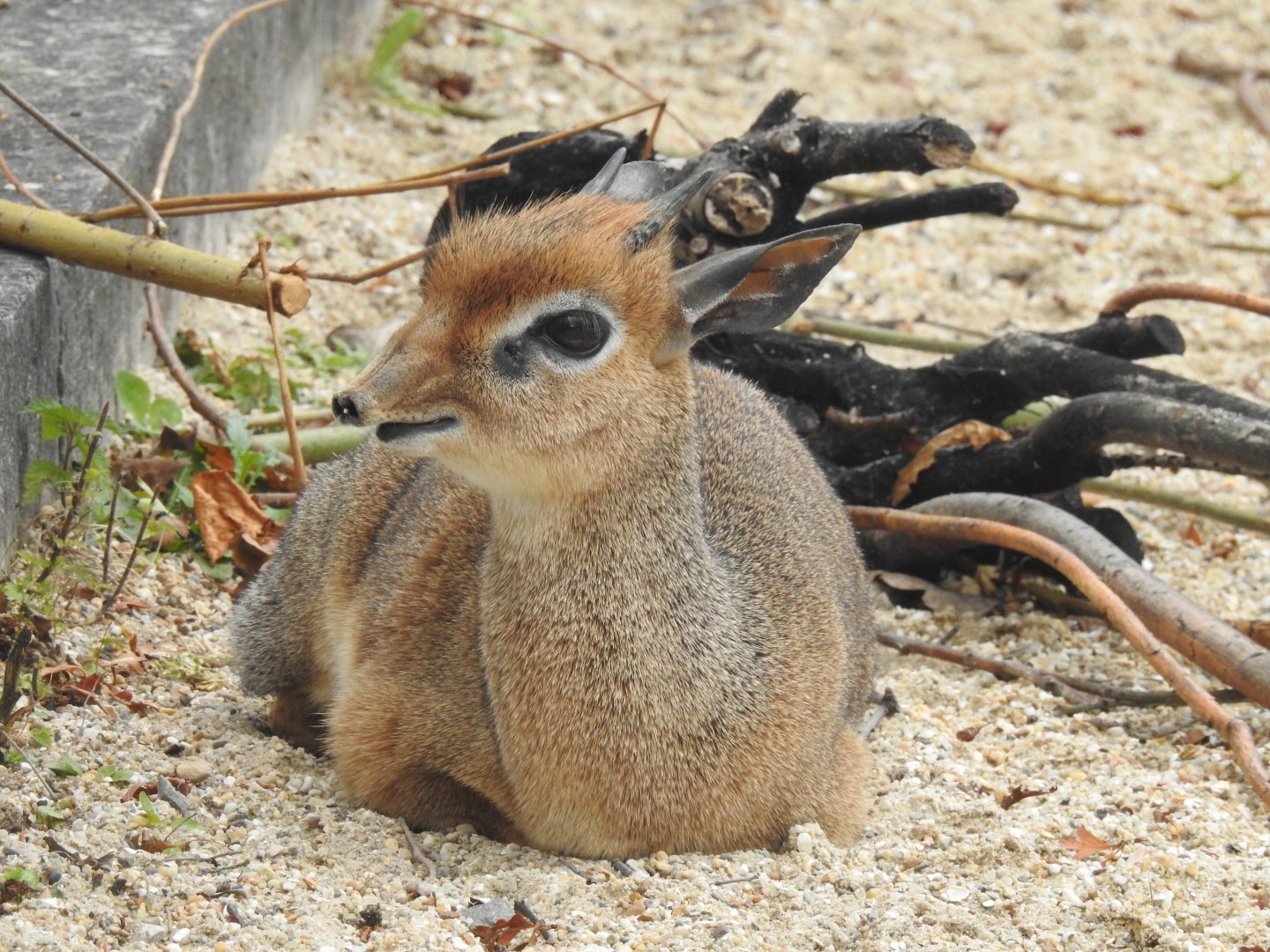 Kirk’s Dik-Dik (Madoqua kirkii)