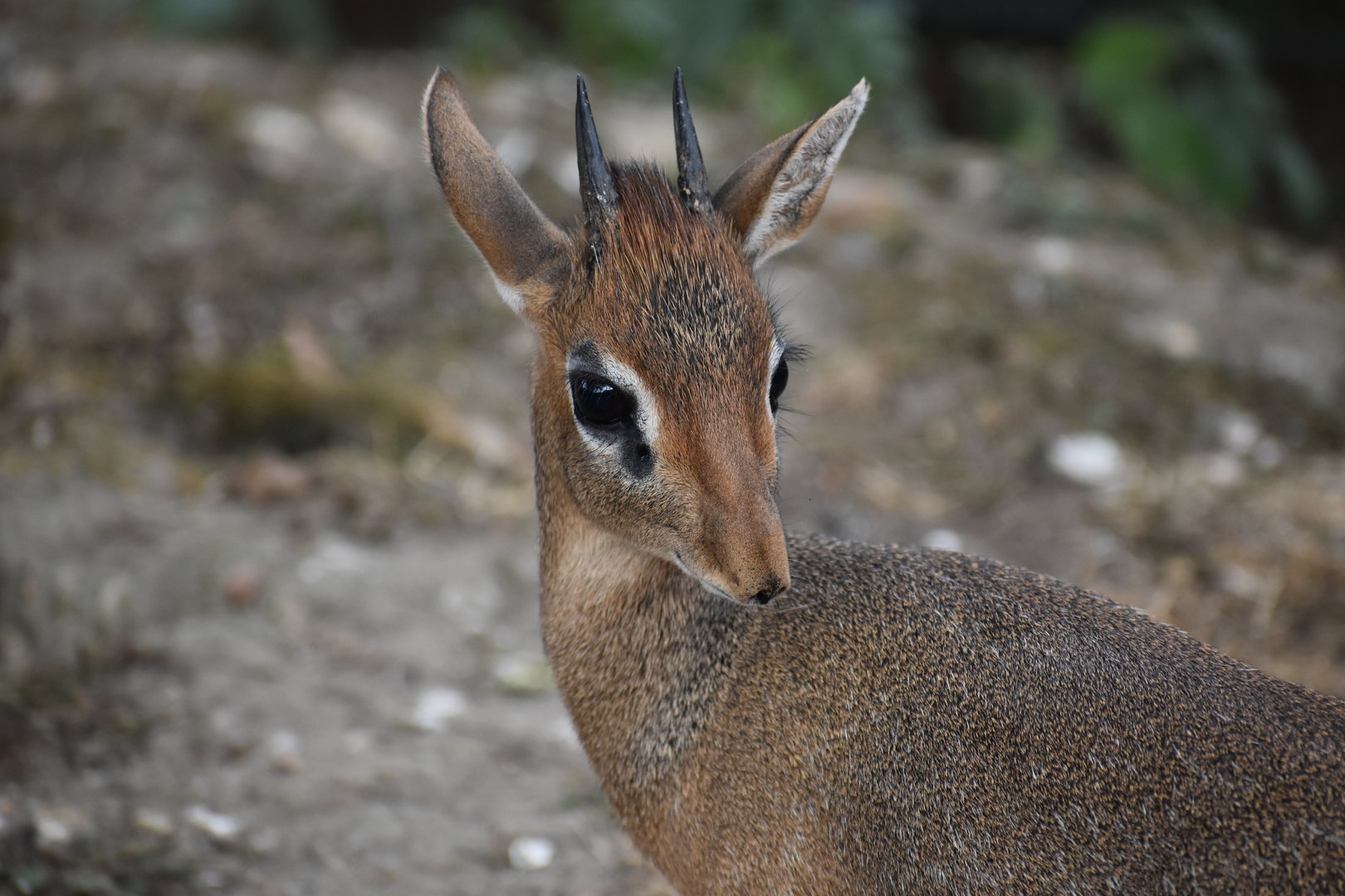 Kirk's dik-dik - Madoqua kirkii