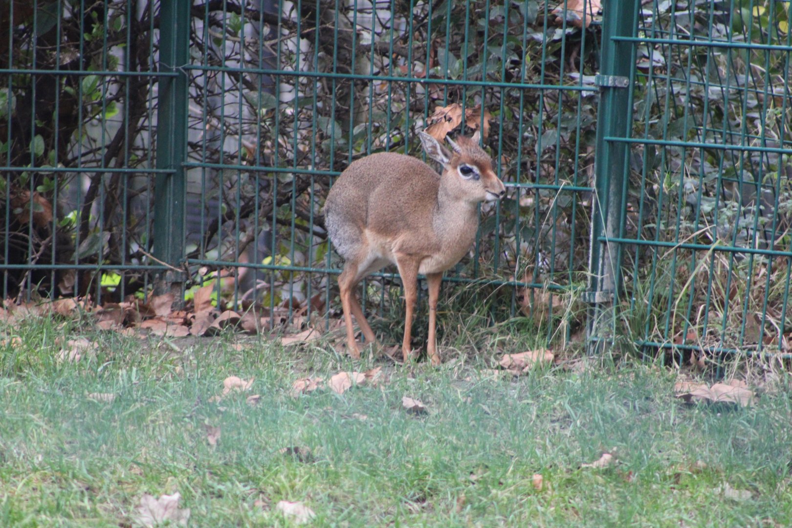 Kirk’s Dik-Dik (Madoqua kirkii)