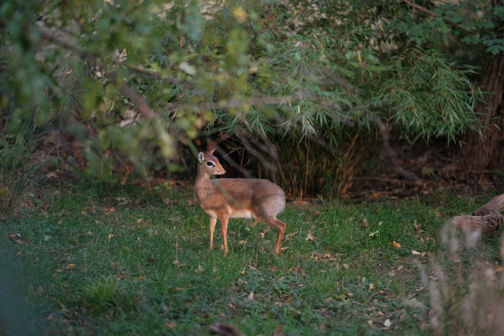 Kirk's dik-dik (Madoqua kirkii)