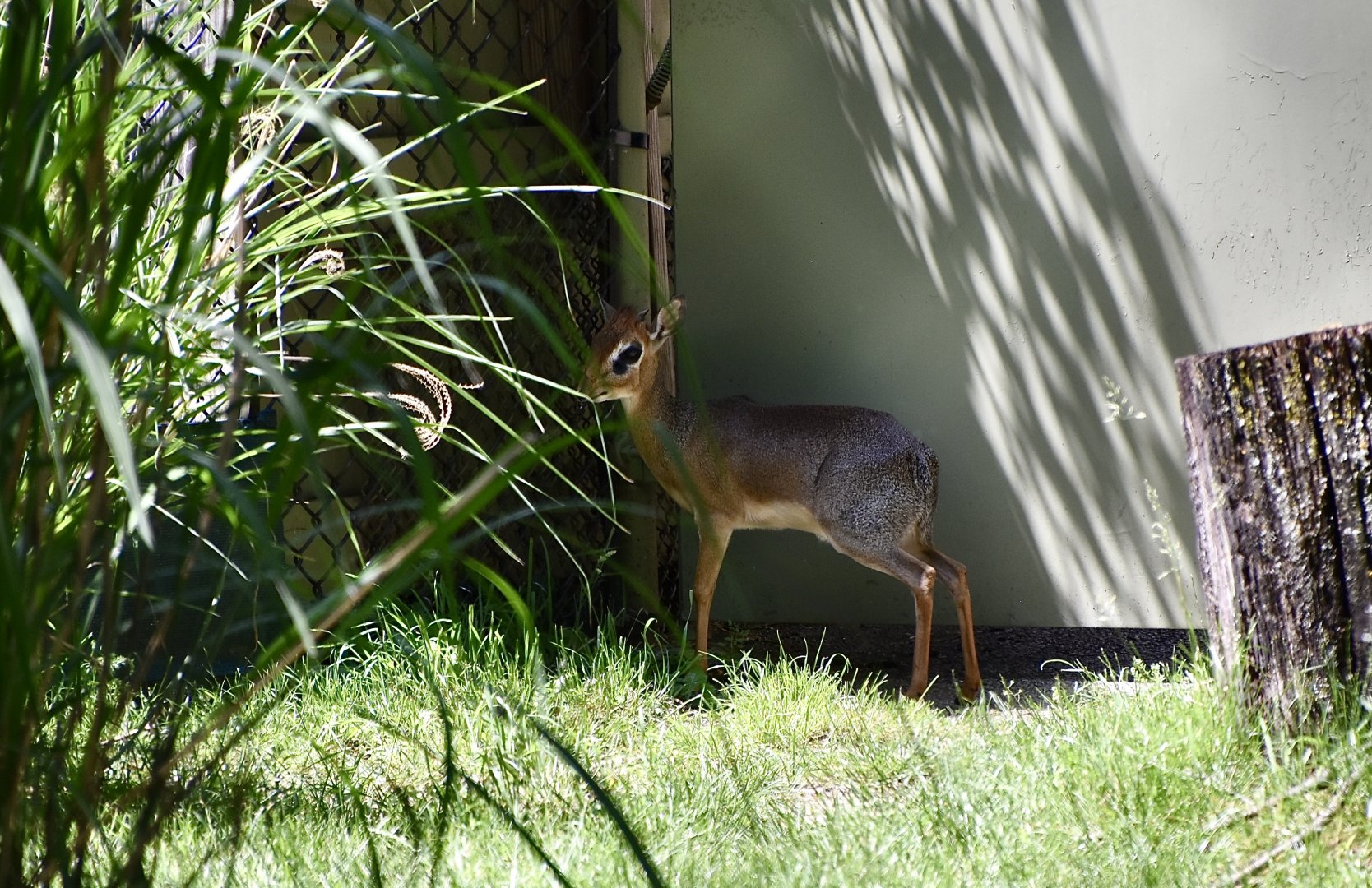 Kirk's Dik-Dik (Madoqua kirkii)