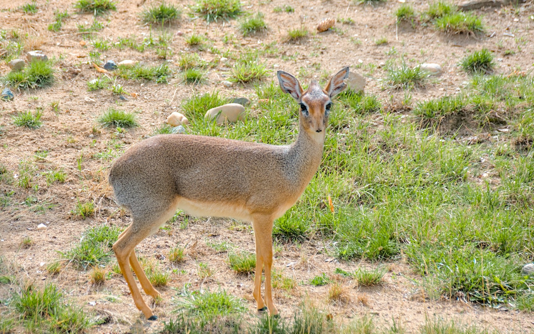Kirk's dik-dik (Madoqua kirkii)