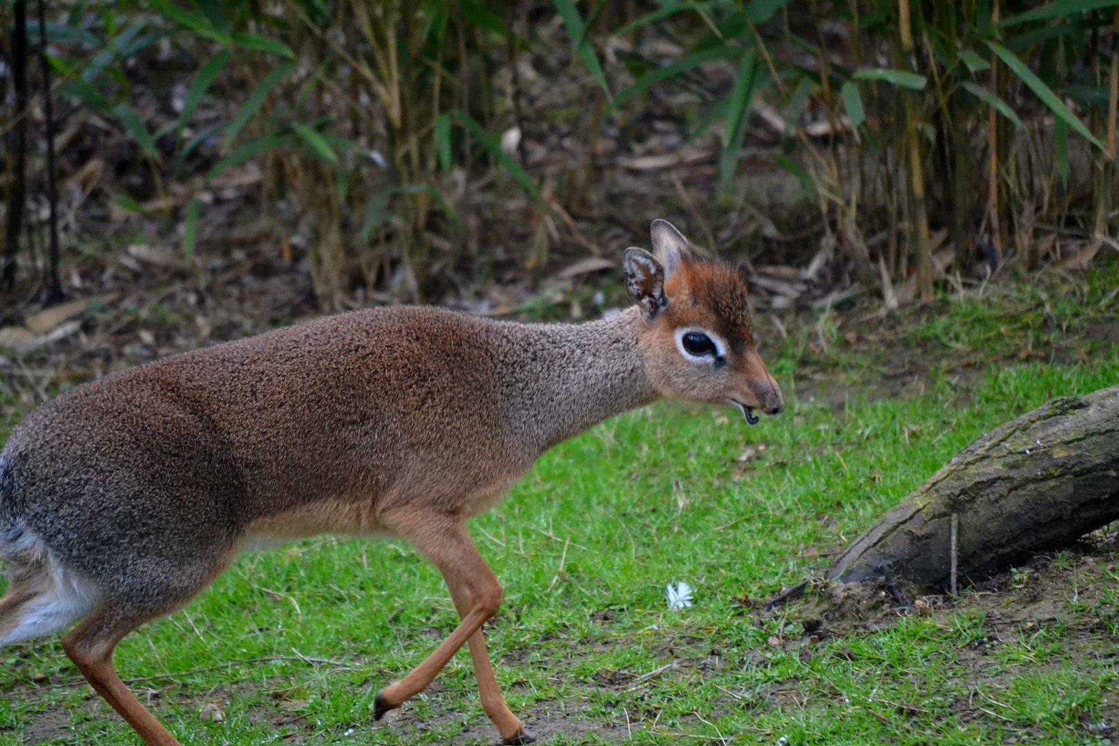 Kirk's Dik Dik - March 2017