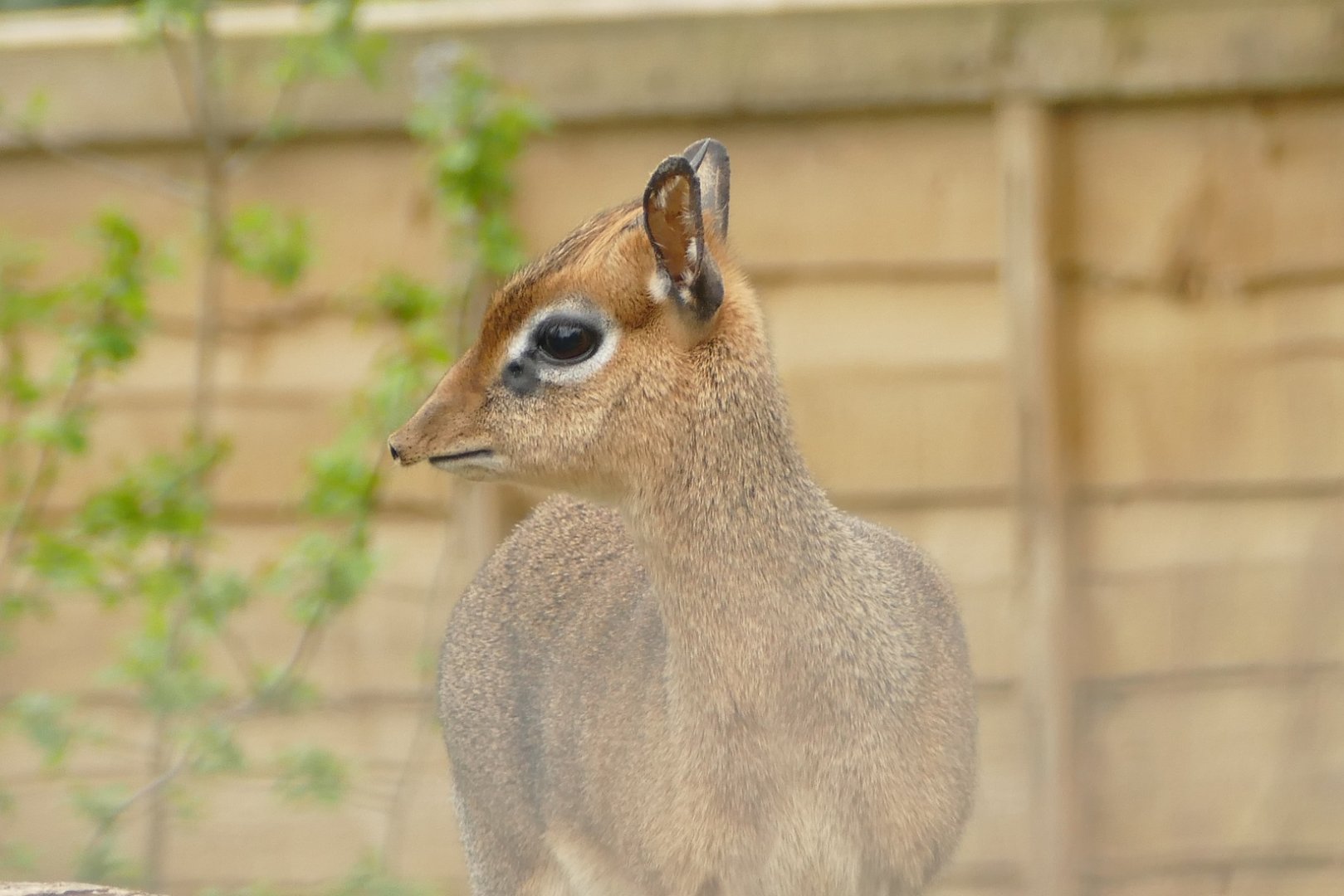 Kirk's Dik-Dik, March 2022