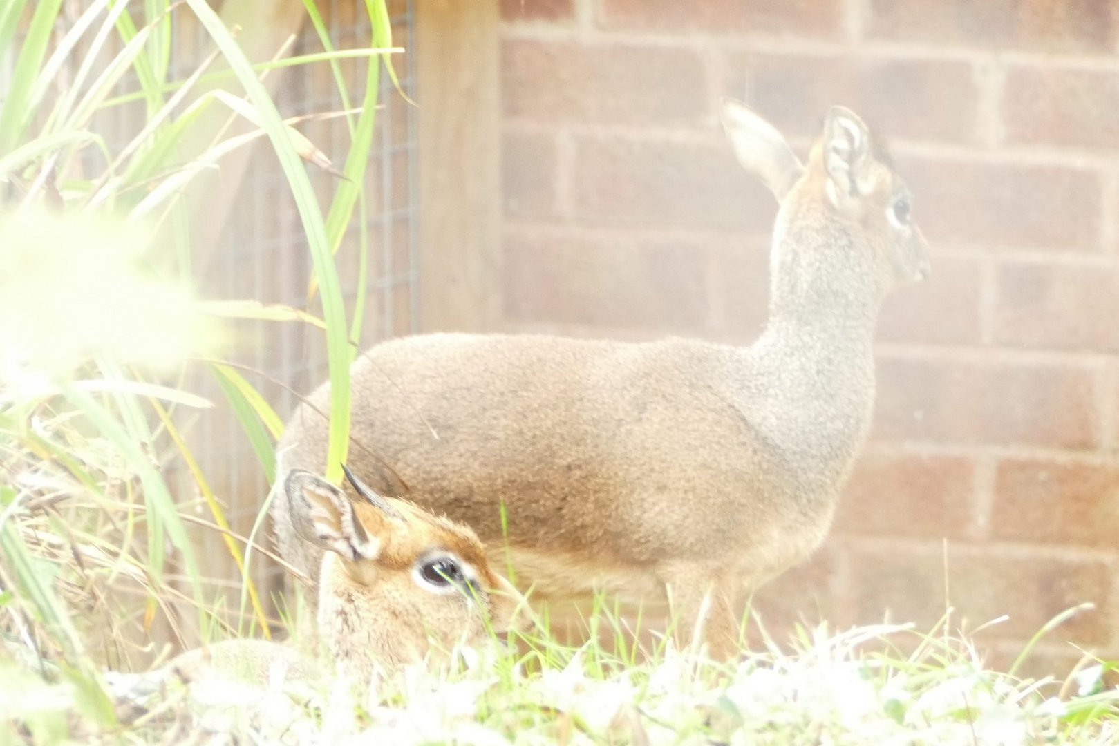 Kirk's Dik-Dik, October 2021