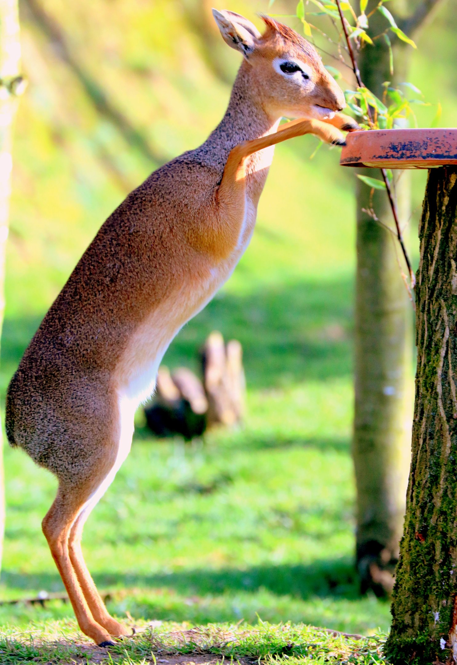 Kirk's dik-dik on hind legs; Colchester; 17th February 2019