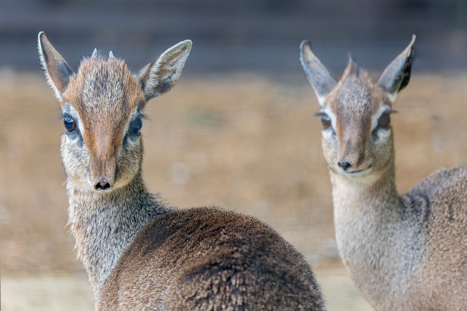 Kirk's Dik-dik pair / Hamerton / 11-4-23