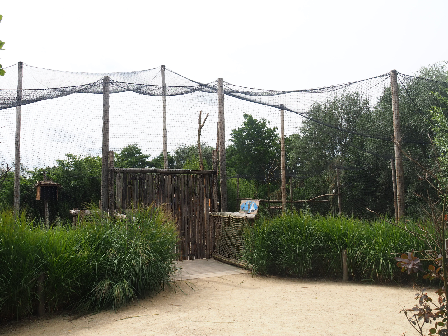 Kirk's dik-dik - Palm-nut vulture - East African grey crowned crane - Hooded vulture aviary, 2019-08-11