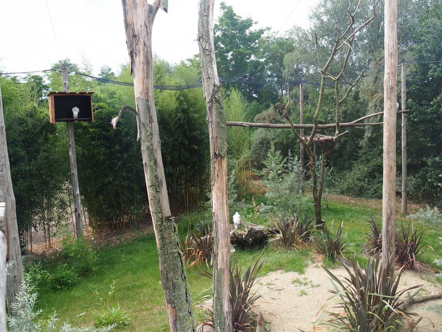 Kirk's dik-dik - Palm-nut vulture - East African grey crowned crane - Hooded vulture aviary, 2019-08-11