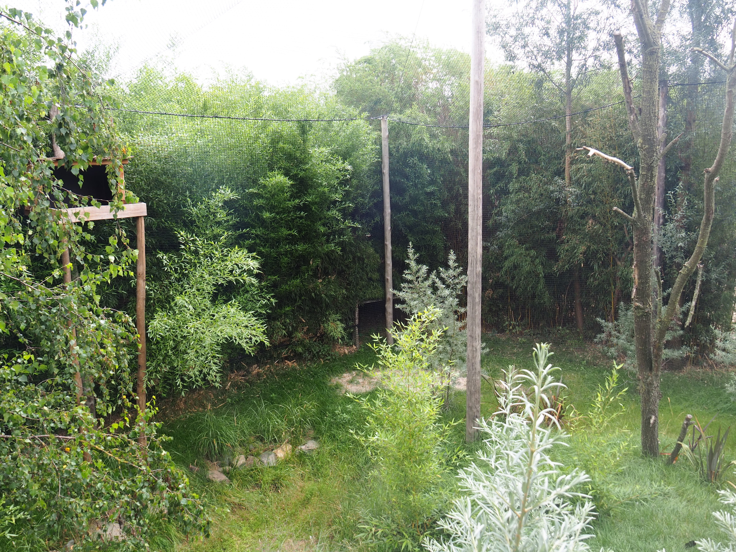 Kirk's dik-dik - Palm-nut vulture - East African grey crowned crane - Hooded vulture aviary, 2019-08-11