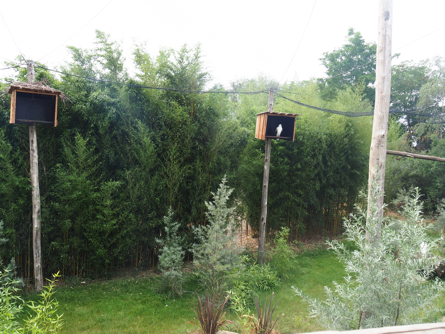 Kirk's dik-dik - Palm-nut vulture - East African grey crowned crane - Hooded vulture aviary, 2019-08-11