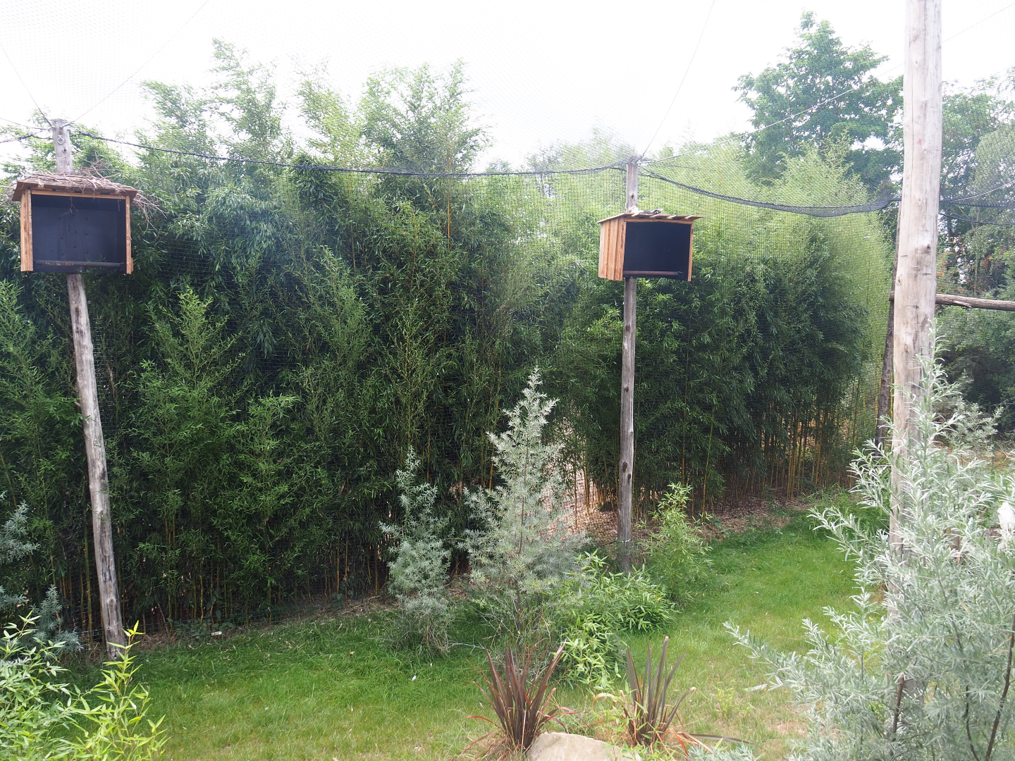 Kirk's dik-dik - Palm nut vulture - Hooded vulture - Grey crowned crane aviary, 2019-08-11