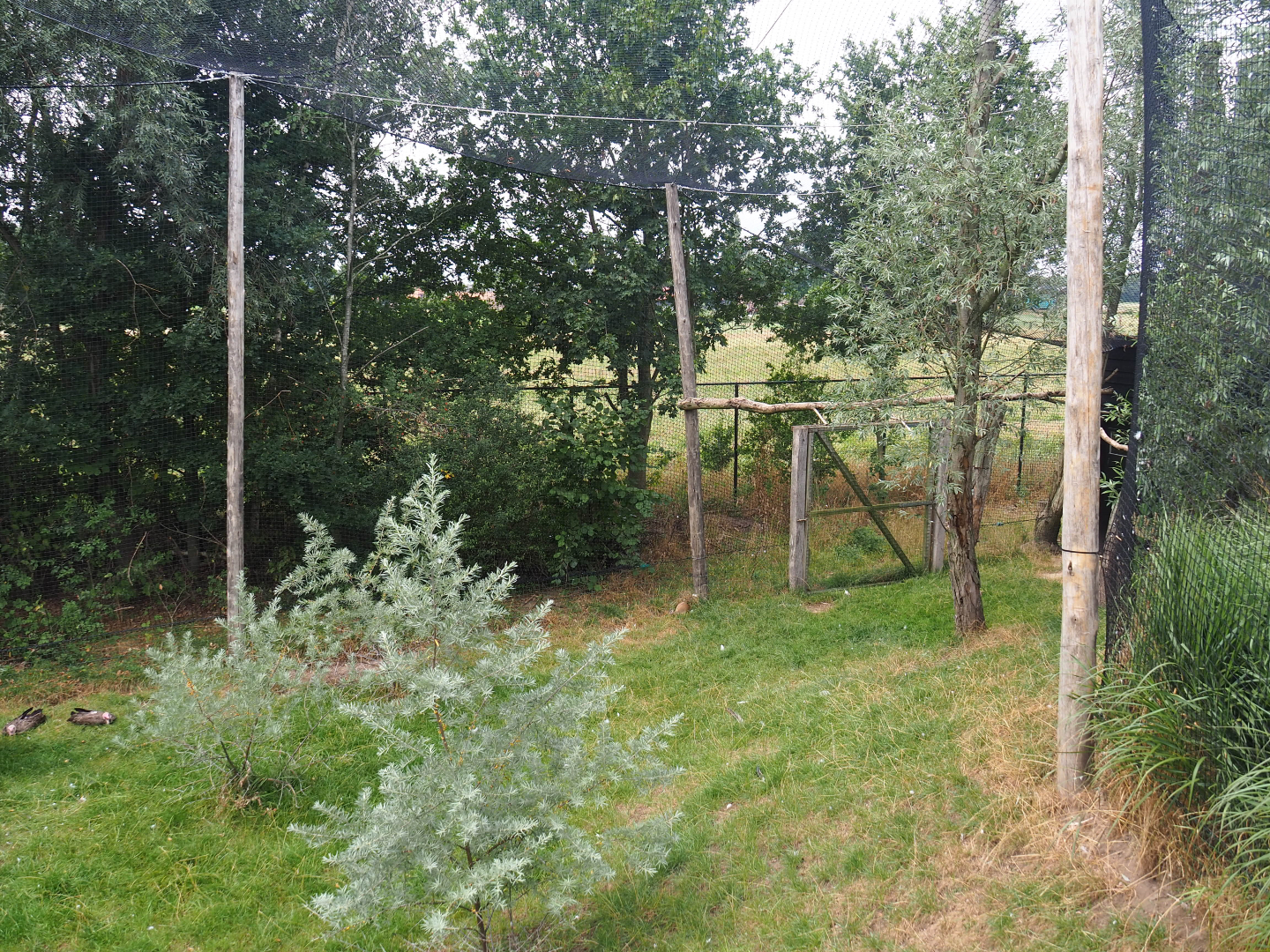 Kirk's dik-dik - Palm nut vulture - Hooded vulture - Grey crowned crane aviary, 2019-08-11