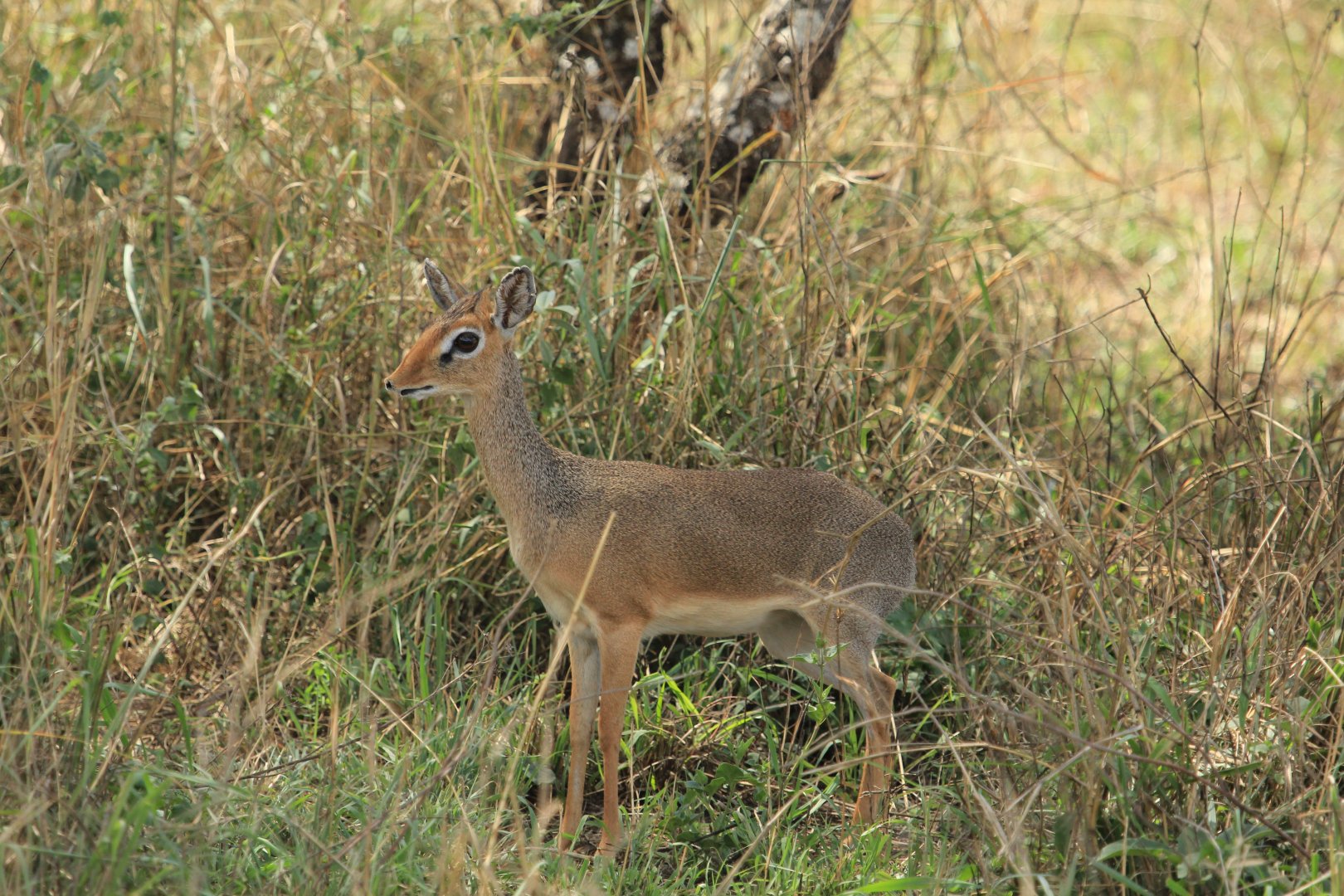 Kirk's dik-dik - Serengeti (September 2018)