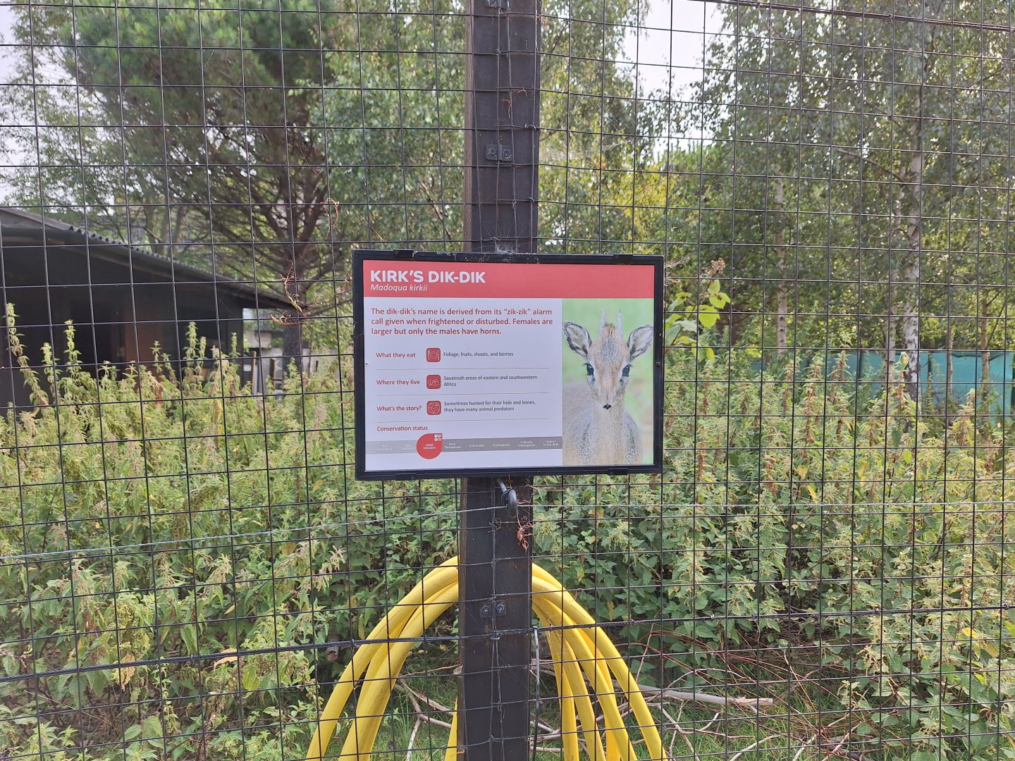 Kirk's Dik Dik signage- 19th August 2024