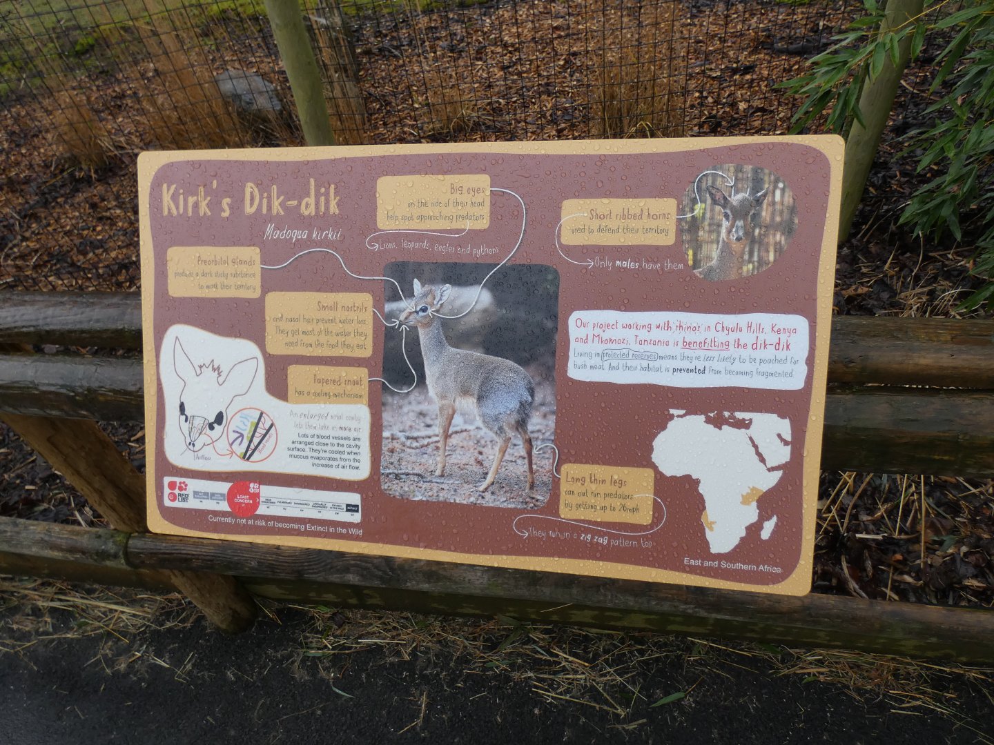 Kirk's Dik Dik Signage
