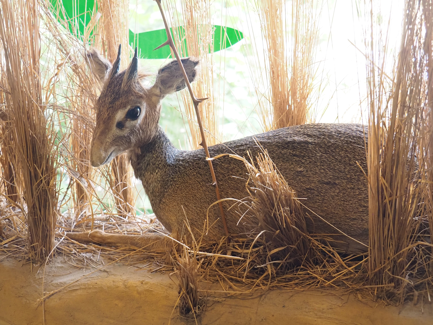 Kirk's dik-dik taxidermy mount in education building, 2023-08-15