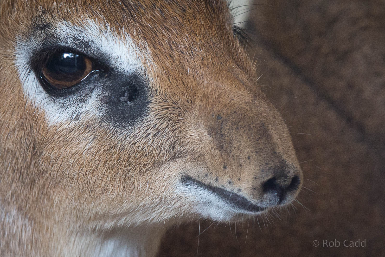 Kirks dik-dik : Twycross : 03 Oct 2014