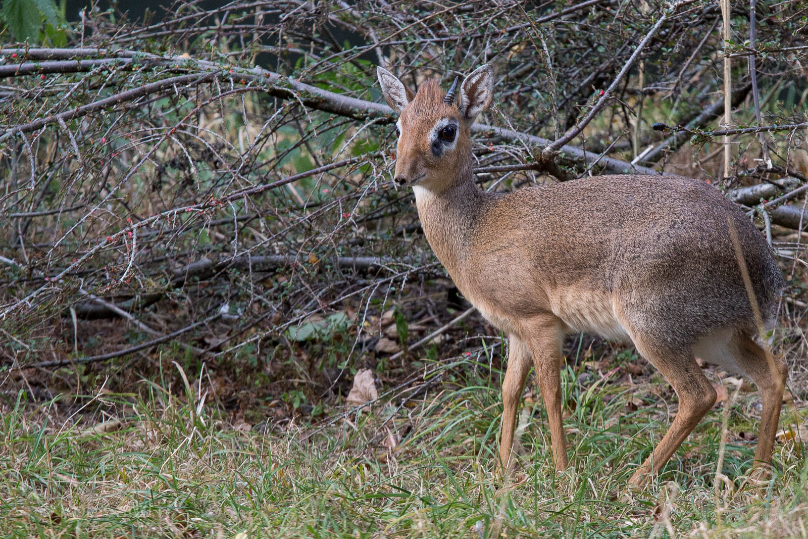 Kirks dik-dik : Twycross : 03 Oct 2014
