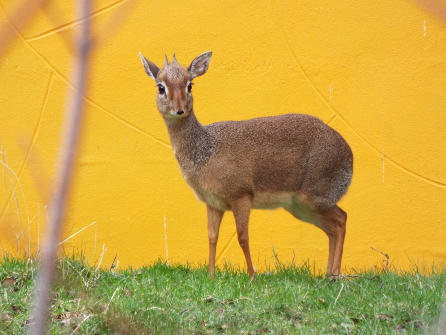 Kirks dik-dik - Twycross Zoo